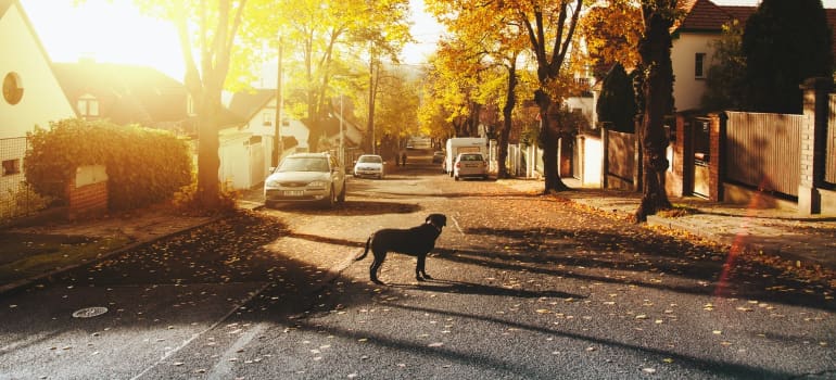 a neighborhood in one of the best places you can rent a flat in Brooklyn