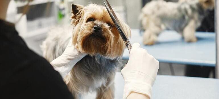 person grooming a dog in one of the New Jersey neighborhoods for dog-owners