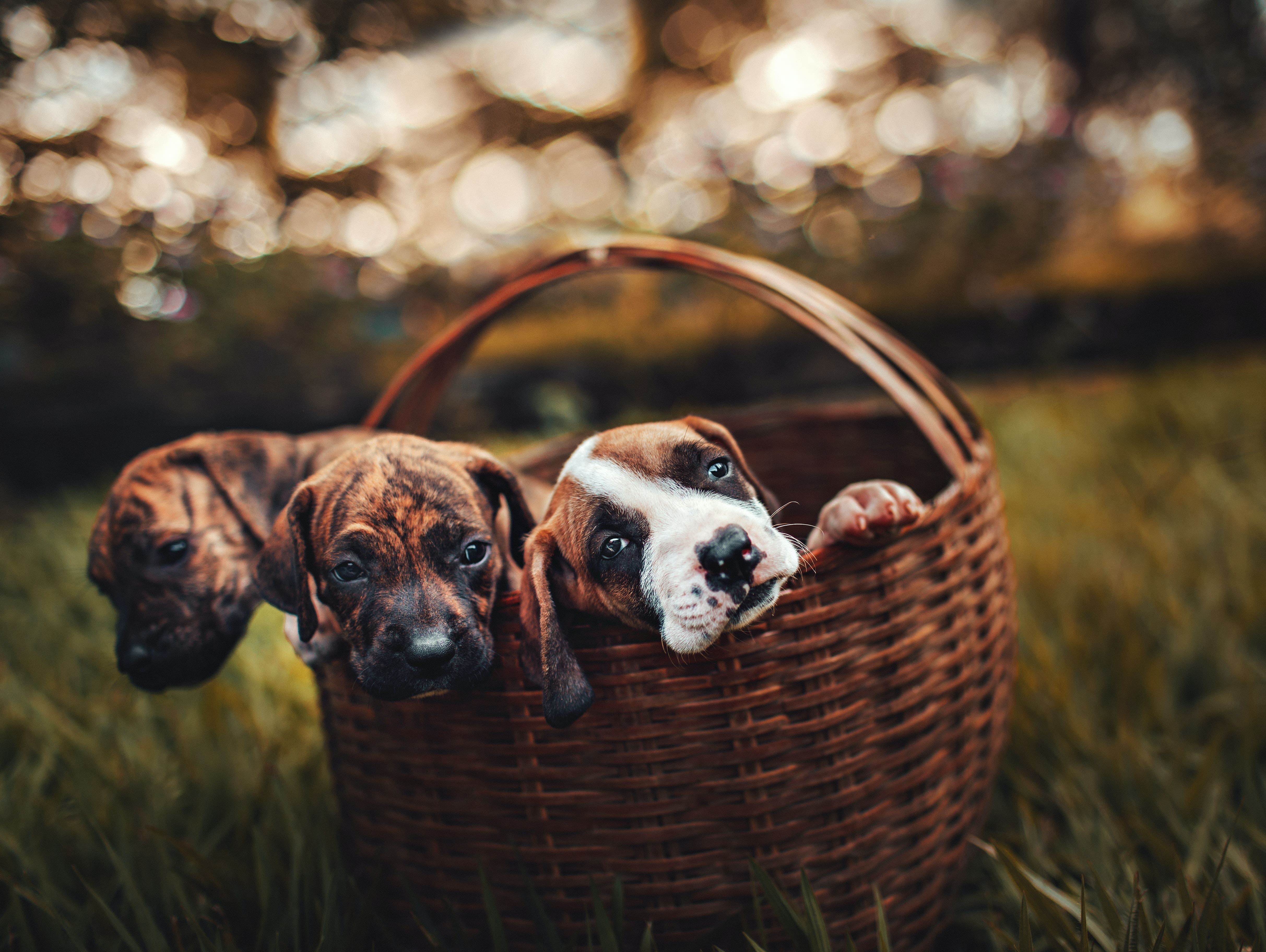 three dogs in basket
