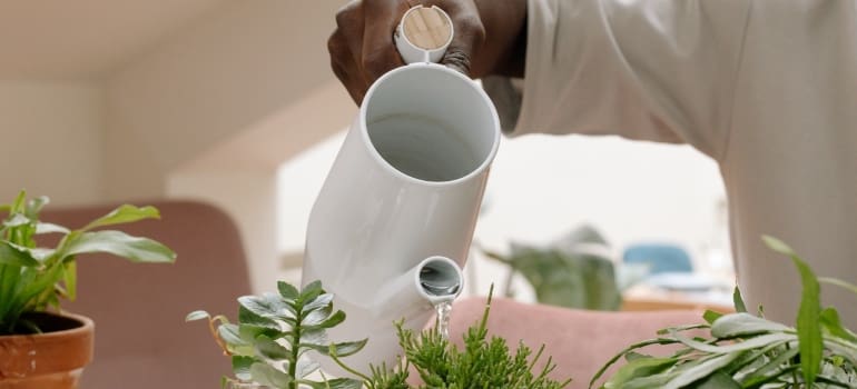 a person watering plants