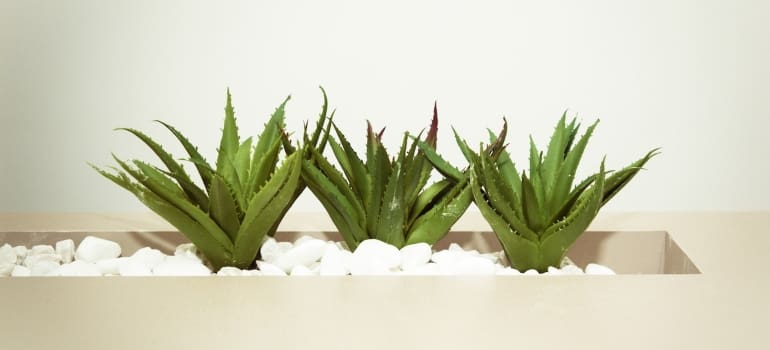 three potted aloe veras