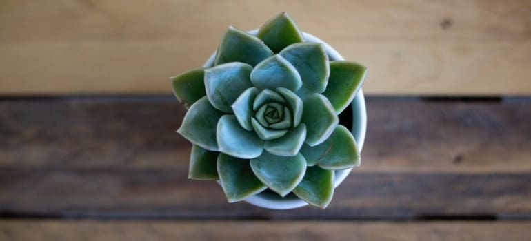 a potted succulent on a table