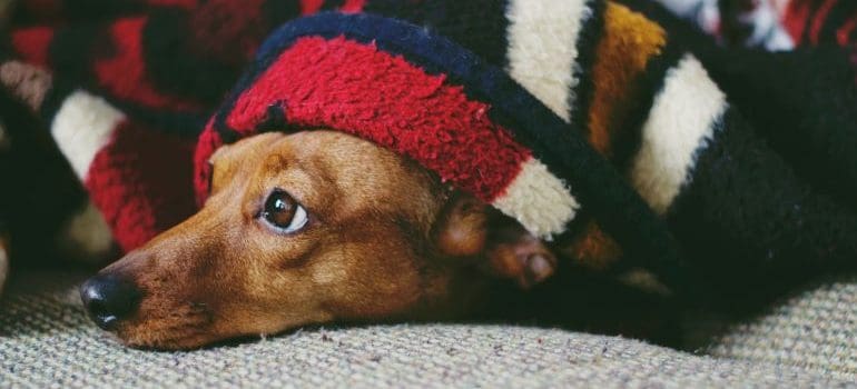 a dog under a blanket